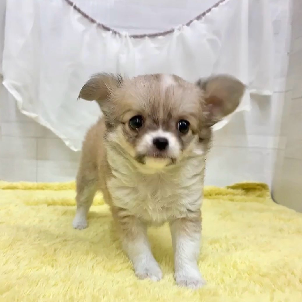 愛知県のチワワ(ロング) (犬の家＆猫の里碧南店/2026年3月9日生まれ/女の子/フォーンホワイト)の子犬の4枚目の画像