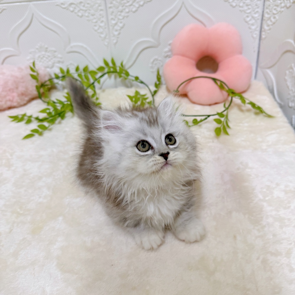 愛知県のミヌエット (犬の家＆猫の里岡崎店/2026年3月8日生まれ/男の子/シルバータビー)の子猫の4枚目の画像
