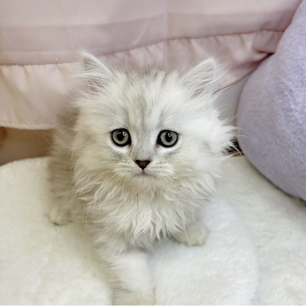 静岡県のミヌエット (犬の家＆猫の里マークイズ静岡店/2026年3月8日生まれ/女の子/シルバータビー)の子猫の1枚目の画像