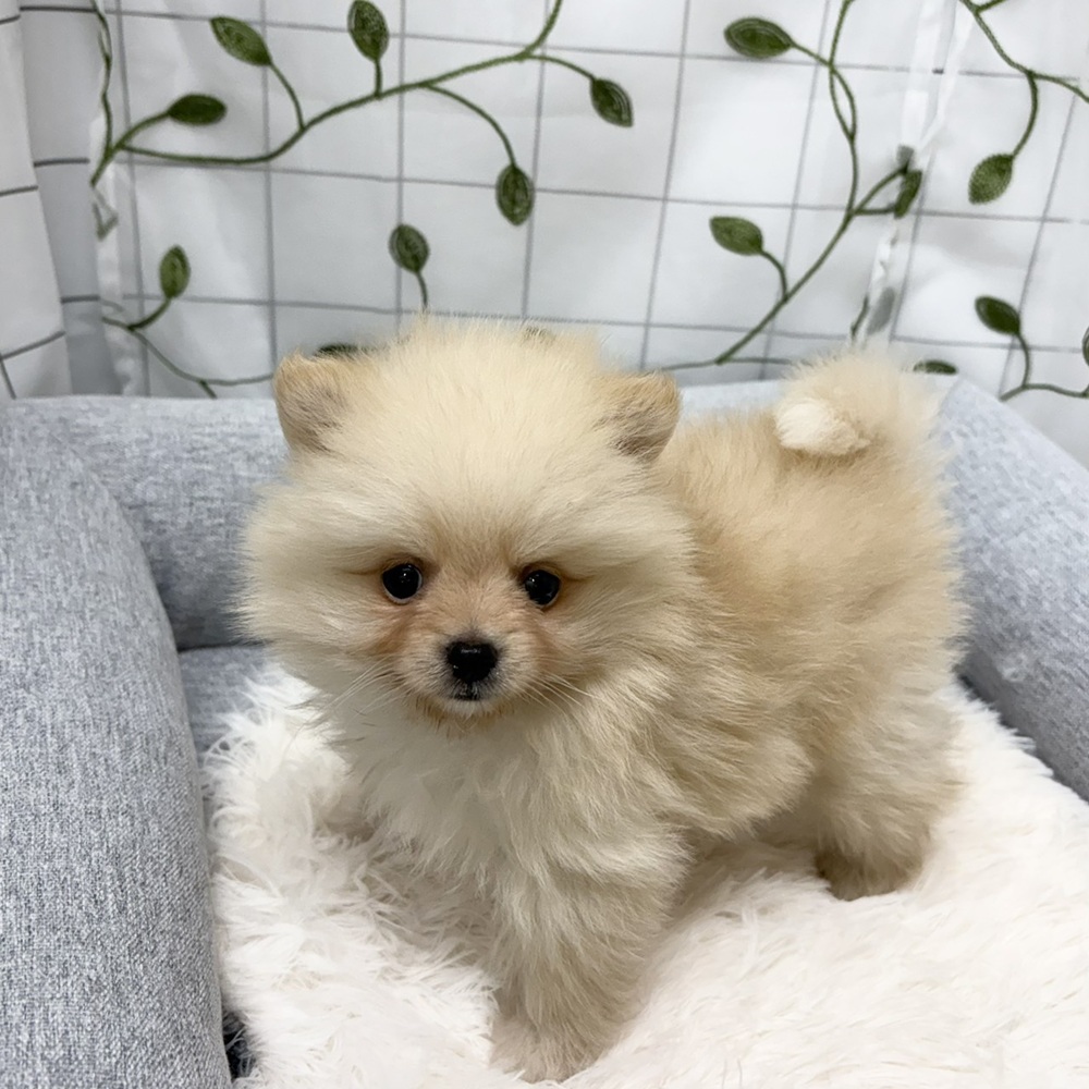 長野県のポメラニアン (犬の家＆猫の里塩尻店/2026年3月8日生まれ/男の子/クリーム)の子犬の4枚目の画像