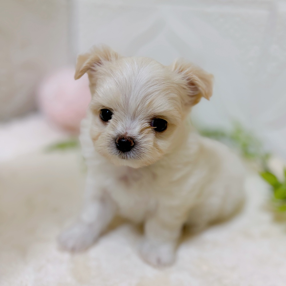 愛知県のチワマル/マルチワ(チワワ×マルチーズ) (犬の家＆猫の里岡崎店/2026年3月9日生まれ/男の子/クリーム)の子犬の4枚目の画像