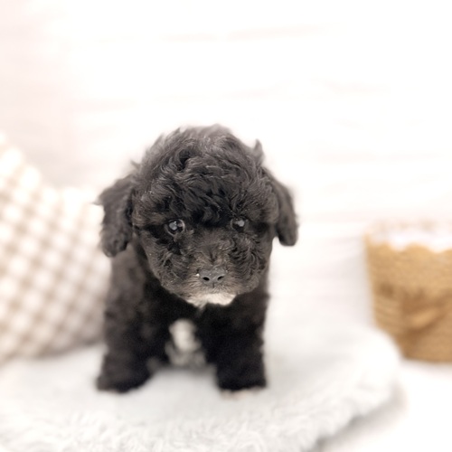 愛知県のビションプー(ビションフリーゼ×プードル) (犬の家＆猫の里豊川インター店/2026年3月7日生まれ/男の子/シルバー)の子犬の4枚目の画像