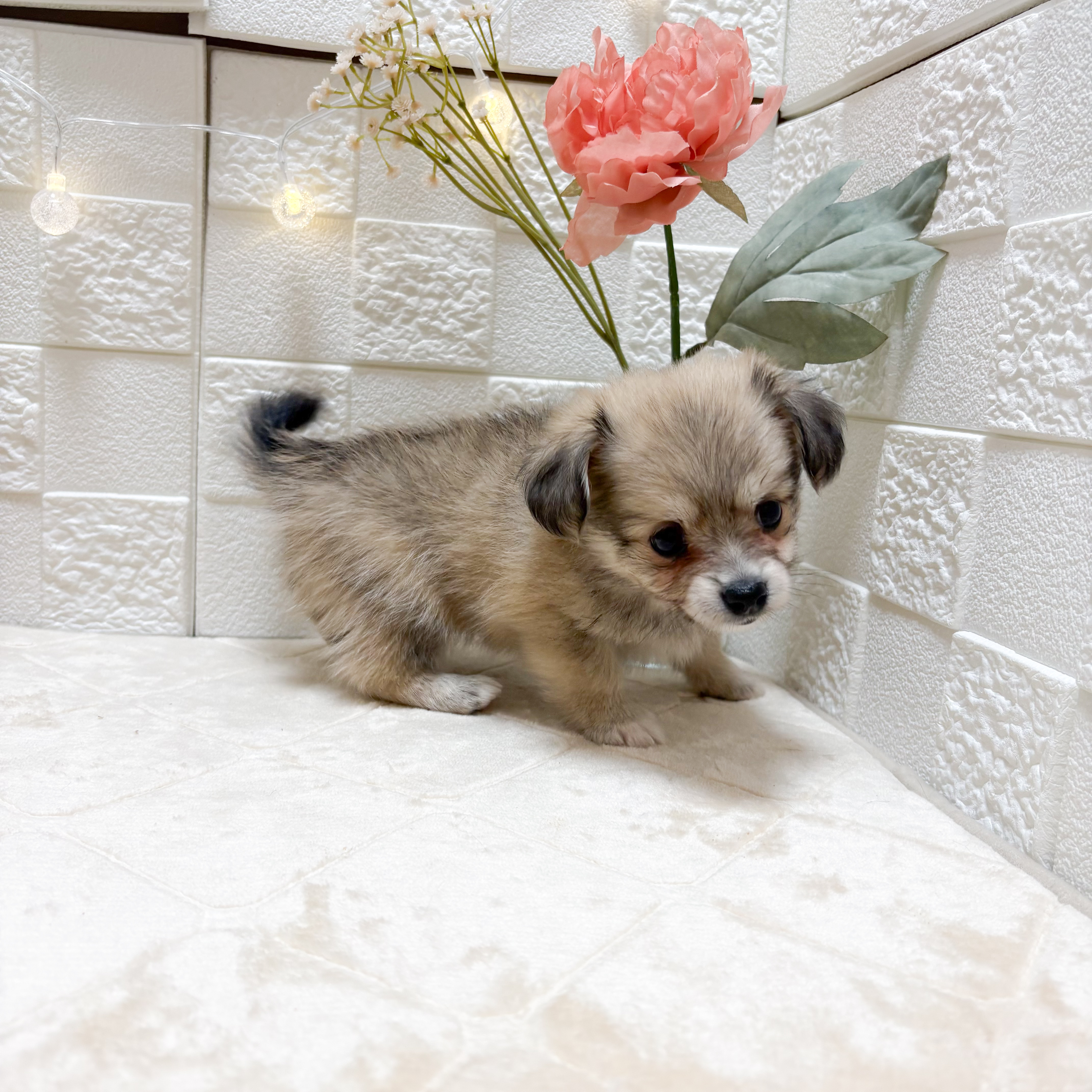 東京都のポメックス(ポメラニアン×ダックス) (犬の家＆猫の里ペットフォレスト小平店/2026年3月10日生まれ/女の子/セーブル)の子犬の4枚目の画像