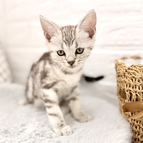 愛知県のアメリカンショートヘアー (犬の家＆猫の里豊川インター店/2026年3月8日生まれ/男の子/シルバータビー)の子猫の4枚目の画像
