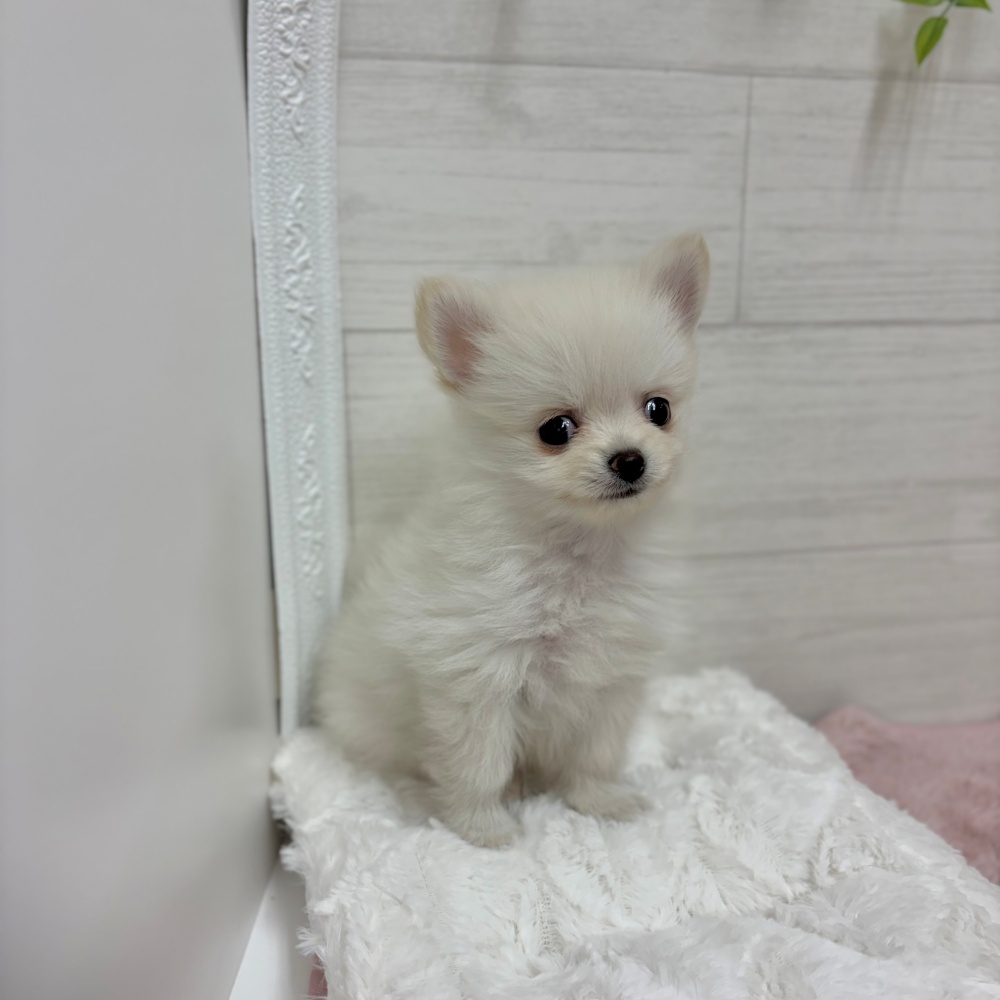 神奈川県のポメチワ/チワポメ/ポメチー(ポメラニアン×チワワ) (犬の家＆猫の里相模原店/2026年3月8日生まれ/男の子/クリーム)の子犬の4枚目の画像