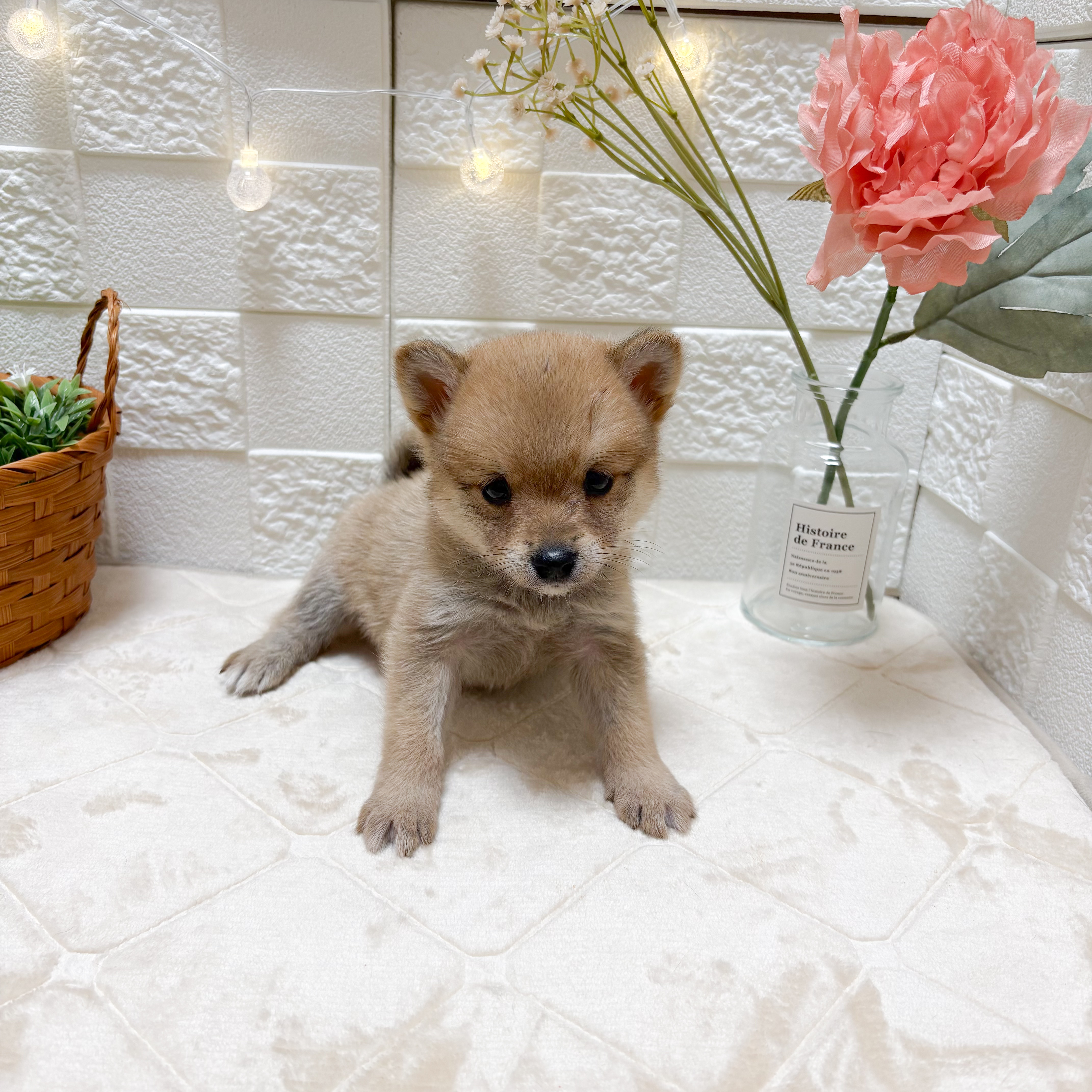 東京都のポメ柴/豆ポメ/ポメ豆柴(ポメラニアン×柴犬) (犬の家＆猫の里ペットフォレスト小平店/2026年3月10日生まれ/男の子/赤)の子犬の1枚目の画像