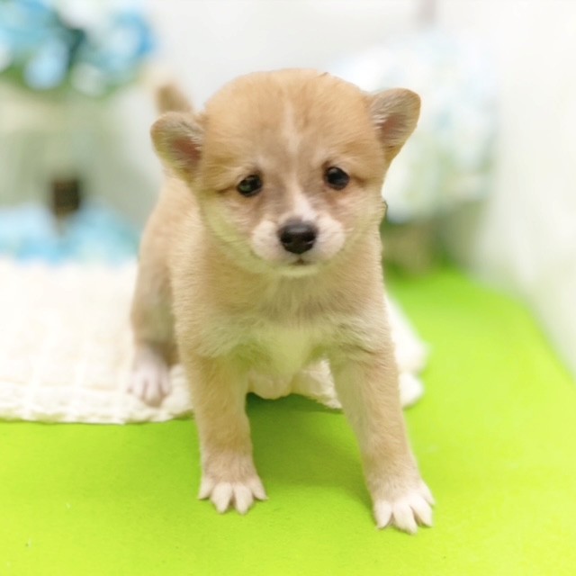 静岡県のポメ柴/豆ポメ/ポメ豆柴(ポメラニアン×柴犬) (犬の家＆猫の里藤枝店/2026年3月10日生まれ/男の子/赤)の子犬の4枚目の画像