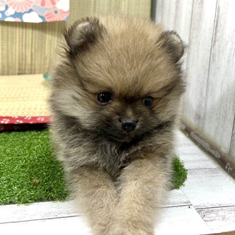 神奈川県のポメラニアン (犬の家＆猫の里小田原店/2026年3月9日生まれ/男の子/オレンジセーブル)の子犬の4枚目の画像