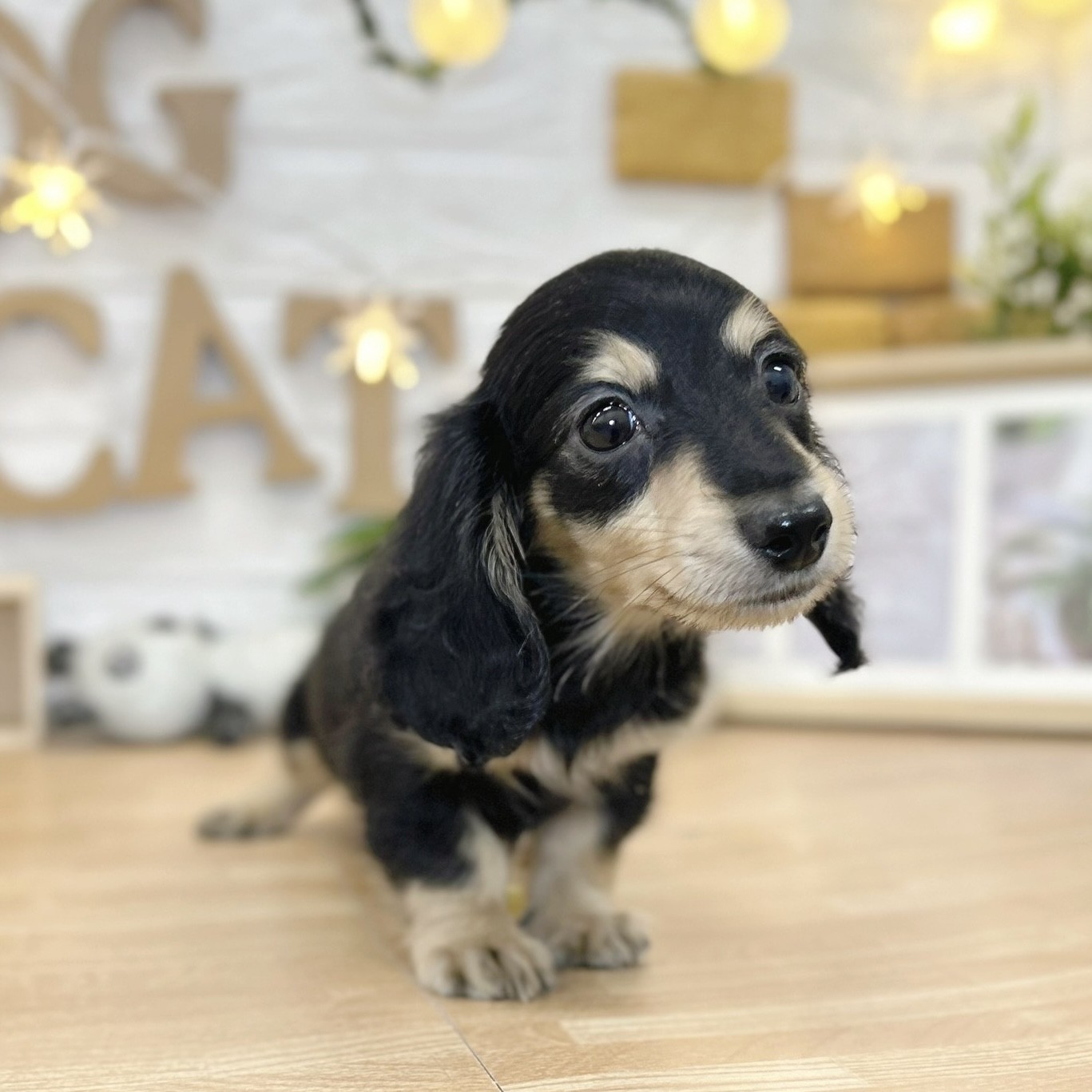 千葉県のミニチュアダックスフンド(ロング) (犬の家＆猫の里ワンズモール稲毛店/2026年3月7日生まれ/男の子/ブラックタン)の子犬の4枚目の画像