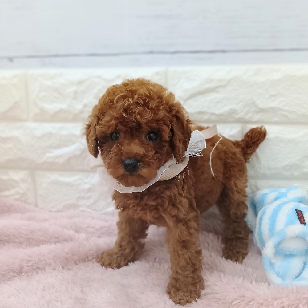 静岡県のトイプードル(トイ) (犬の家＆猫の里アミーゴ浜松和田店/2026年3月9日生まれ/女の子/レッド)の子犬の4枚目の画像