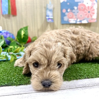 神奈川県のコッカプー(アメリカンコッカースパニエル×プードル) (犬の家＆猫の里小田原店/2026年3月10日生まれ/女の子/レッド)の子犬の4枚目の画像