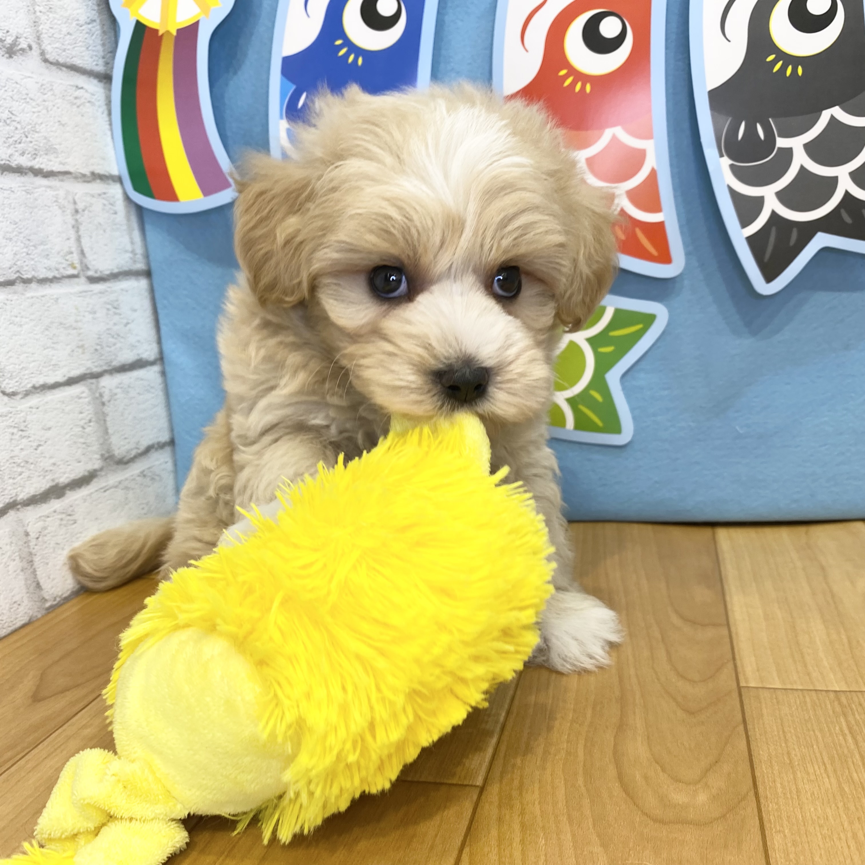 長野県のマルプー(マルチーズ×プードル) (犬の家＆猫の里カインズ梓川店/2026年3月8日生まれ/男の子/アプリコット)の子犬の4枚目の画像