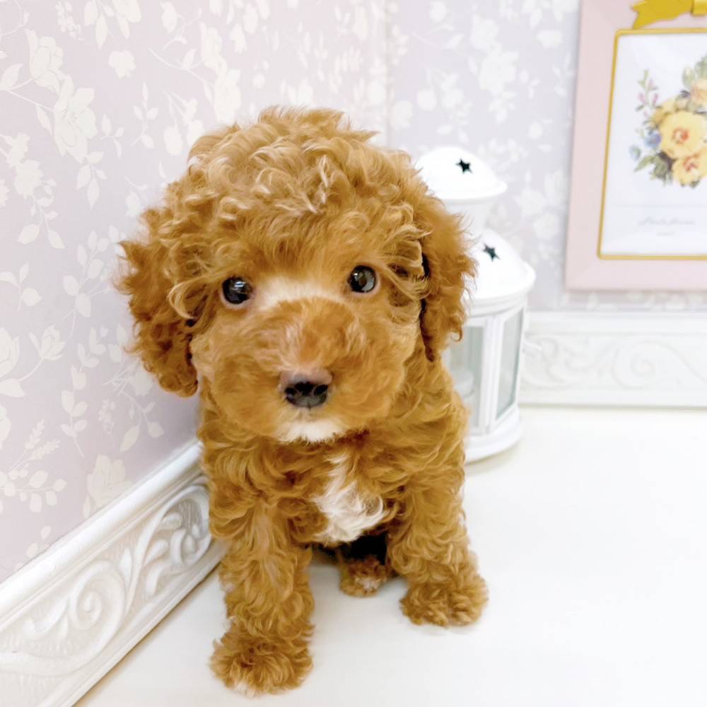 富山県のトイプードル(トイ) (犬の家＆猫の里富山店/2026年3月10日生まれ/女の子/レッド)の子犬の4枚目の画像