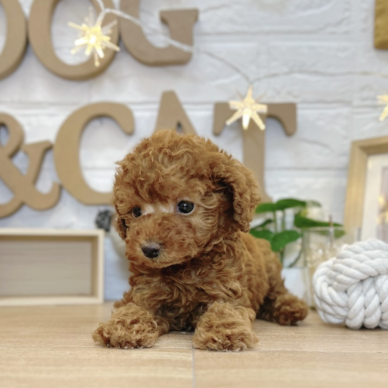 千葉県のトイプードル(トイ) (犬の家＆猫の里ワンズモール稲毛店/2026年3月10日生まれ/男の子/レッド)の子犬の4枚目の画像