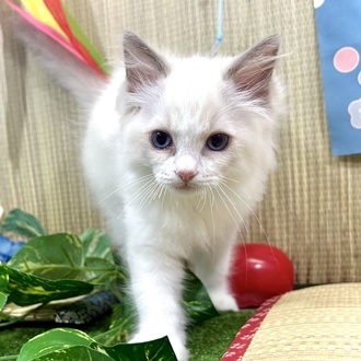 神奈川県のラグドール (犬の家＆猫の里小田原店/2026年3月5日生まれ/男の子/ブルーポイントバイカラー)の子猫の4枚目の画像