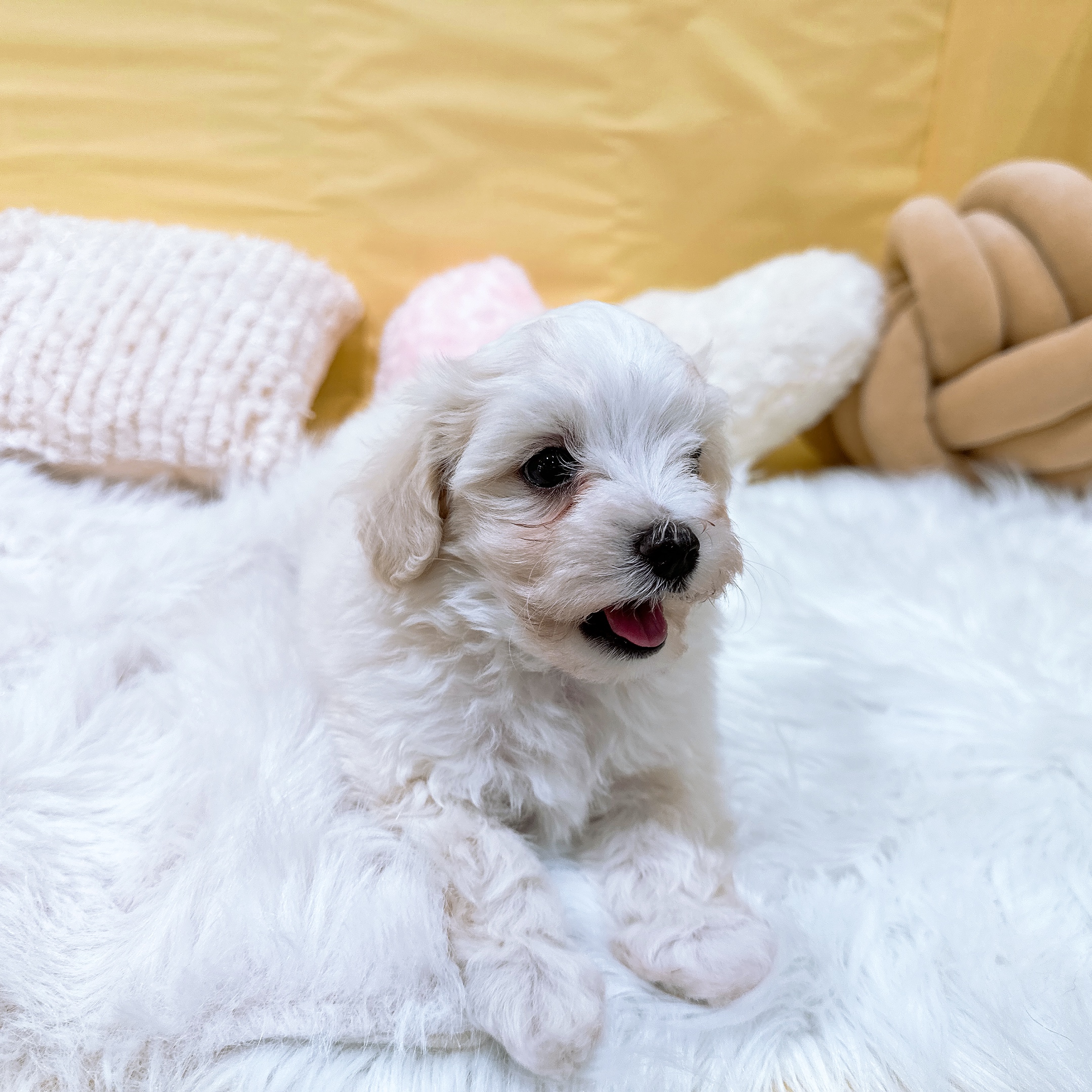 神奈川県のマルプー(マルチーズ×プードル) (犬の家＆猫の里元住吉ブレーメン通り店/2026年3月10日生まれ/男の子/ホワイト)の子犬の4枚目の画像