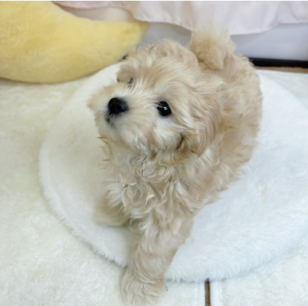 静岡県のマルプー(マルチーズ×プードル) (犬の家＆猫の里マークイズ静岡店/2026年3月7日生まれ/男の子/アプリコット)の子犬の4枚目の画像