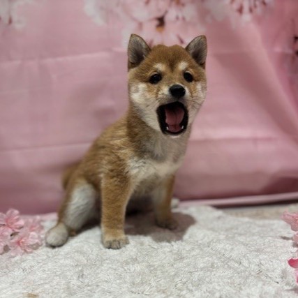 福岡県の豆柴 (犬の家＆猫の里トリアス久山店/2026年3月2日生まれ/女の子/赤)の子犬の4枚目の画像