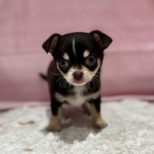福岡県のチワワ(ロング) (犬の家＆猫の里トリアス久山店/2026年2月23日生まれ/女の子/チョコレートタン)の子犬の4枚目の画像