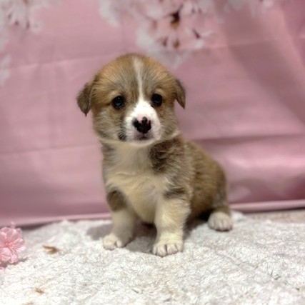 福岡県のウェルシュコーギーペンブローク (犬の家＆猫の里トリアス久山店/2026年3月7日生まれ/男の子/レッドホワイト)の子犬の4枚目の画像
