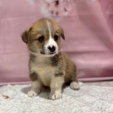 福岡県のウェルシュコーギーペンブローク (犬の家＆猫の里トリアス久山店/2026年3月7日生まれ/男の子/レッドホワイト)の子犬の4枚目の画像