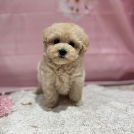 福岡県のマルプー(マルチーズ×プードル) (犬の家＆猫の里トリアス久山店/2026年3月9日生まれ/男の子/クリーム)の子犬の4枚目の画像