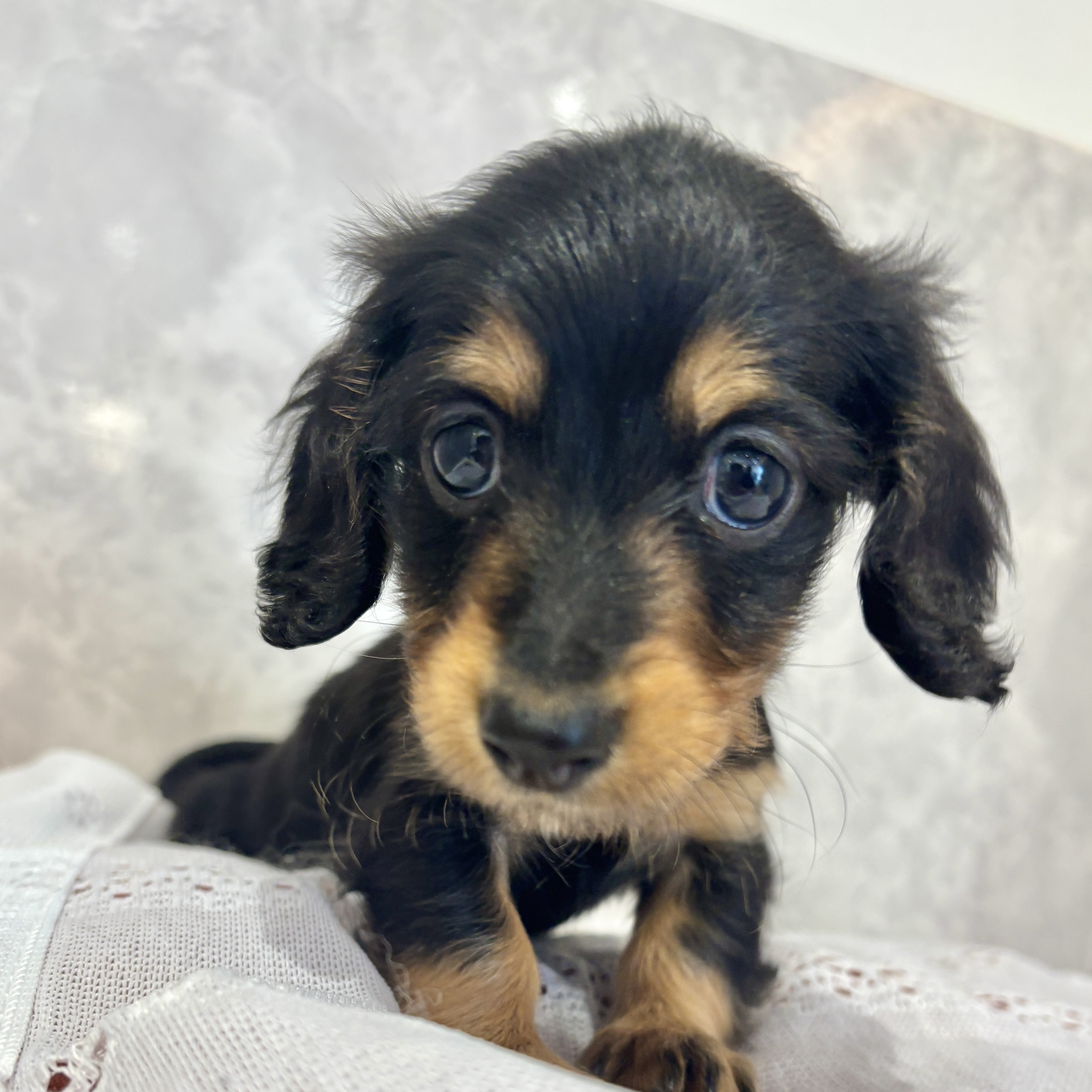 福岡県のカニンヘンダックスフンド(ロング) (犬の家＆猫の里くりえいと宗像店/2026年3月9日生まれ/男の子/ブラックタン)の子犬の4枚目の画像