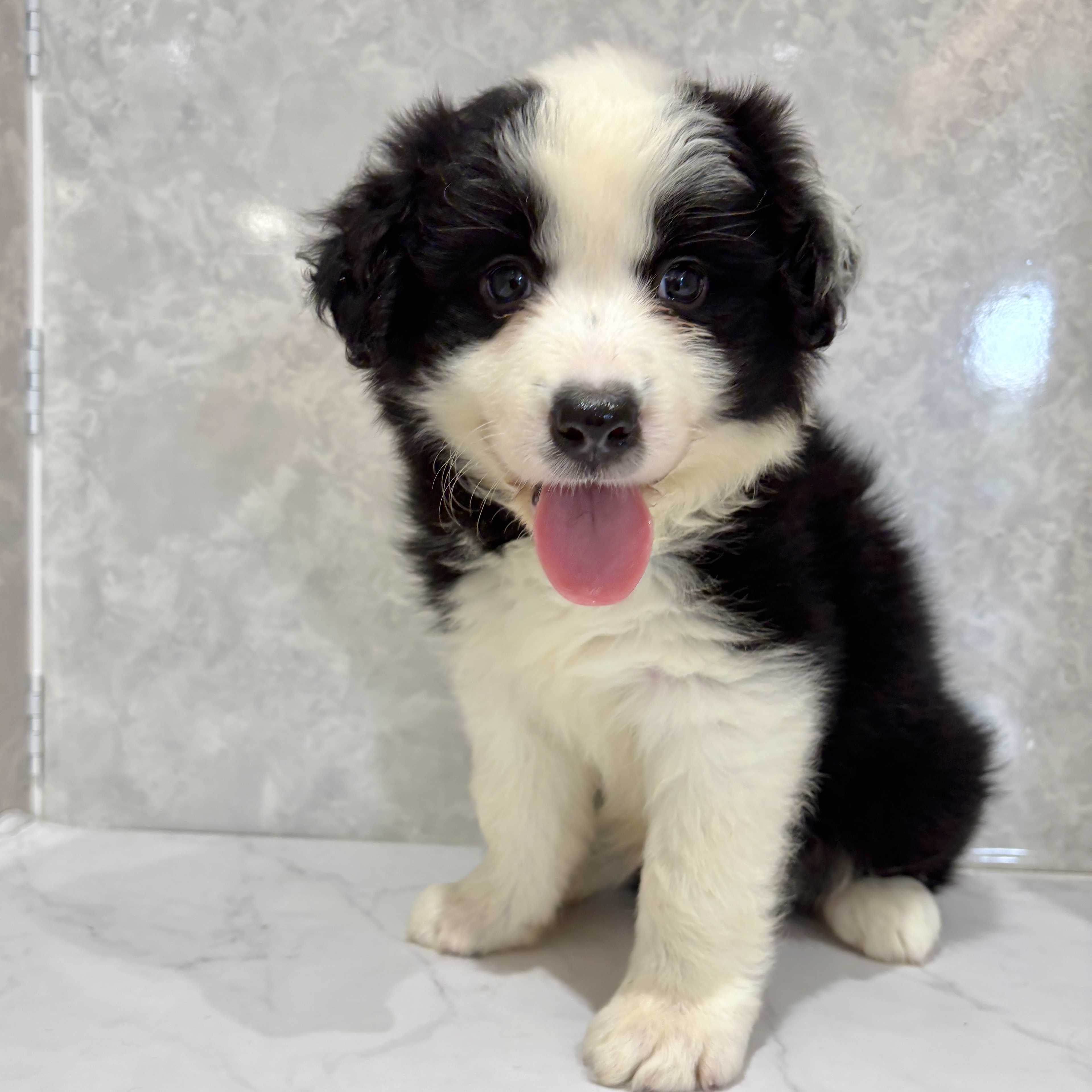 福岡県のボーダーコリー (犬の家＆猫の里くりえいと宗像店/2026年3月7日生まれ/男の子/ブラックホワイト)の子犬の4枚目の画像