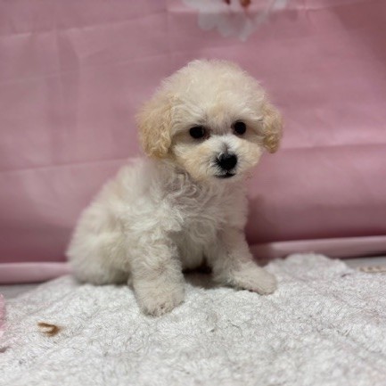 福岡県のビションプー(ビションフリーゼ×プードル) (犬の家＆猫の里トリアス久山店/2026年3月8日生まれ/男の子/ホワイト)の子犬の4枚目の画像