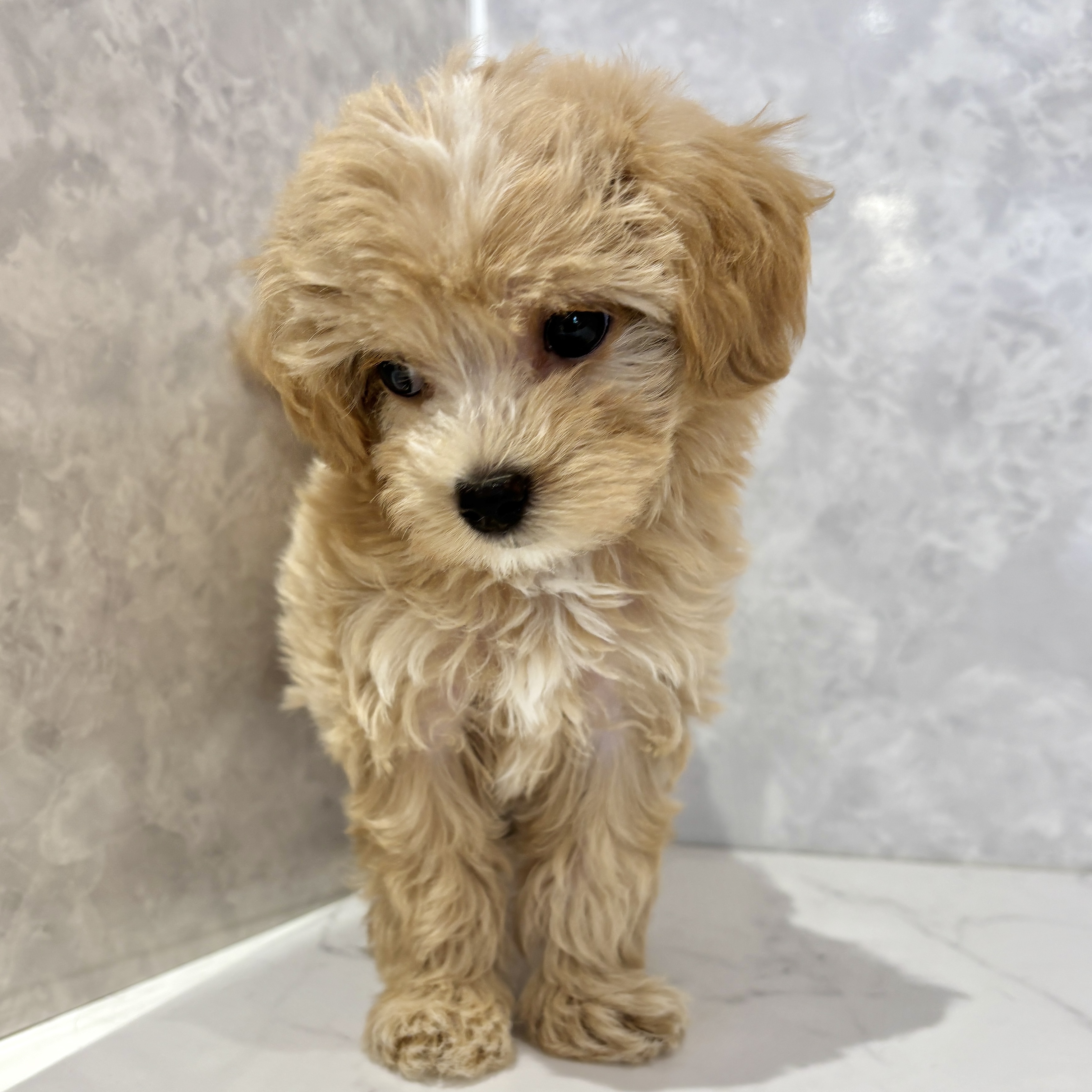 福岡県のマルプー(マルチーズ×プードル) (犬の家＆猫の里くりえいと宗像店/2026年3月8日生まれ/女の子/クリームホワイト)の子犬の4枚目の画像