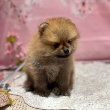 福岡県のポメラニアン (犬の家＆猫の里トリアス久山店/2026年3月9日生まれ/男の子/オレンジセーブル)の子犬の4枚目の画像