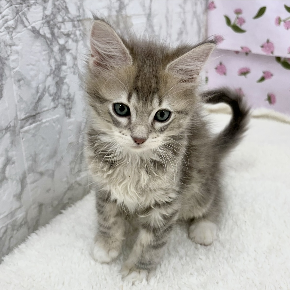 愛知県のマンチカン (犬の家＆猫の里エアポートウォーク店/2026年3月6日生まれ/男の子/ライラックタビーホワイト)の子猫の4枚目の画像