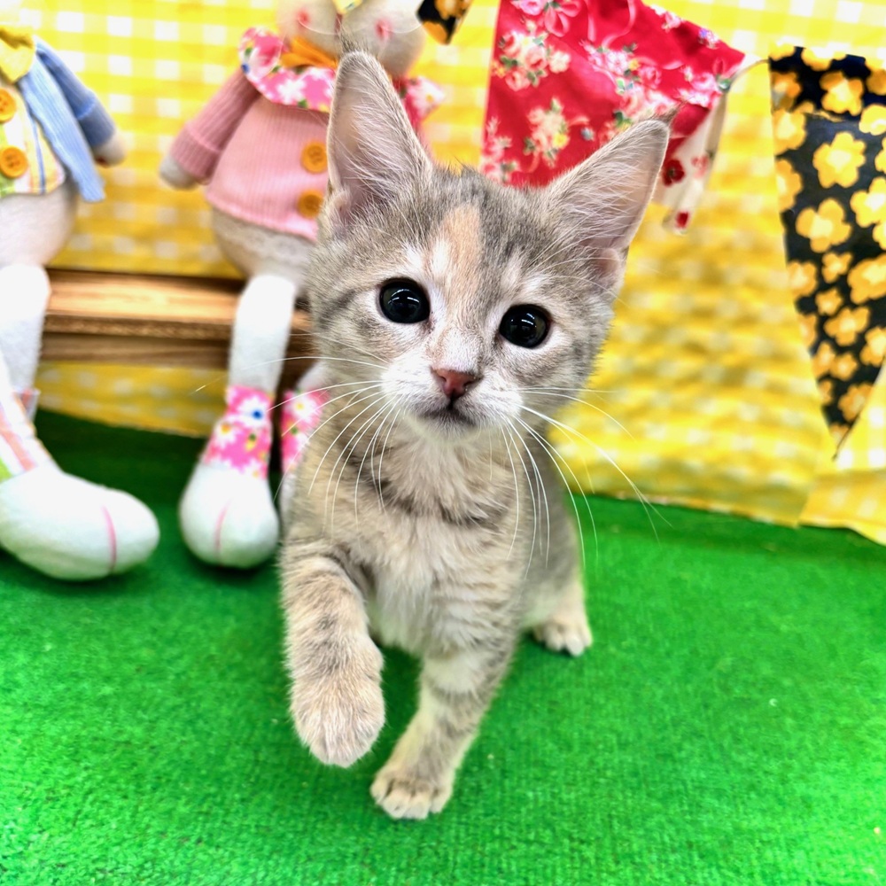 愛知県のマンチカン (犬の家＆猫の里名古屋天白店/2026年3月6日生まれ/女の子/ライラックパッチドタビー)の子猫の1枚目の画像