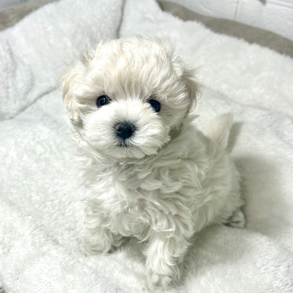 兵庫県のマルプー(マルチーズ×プードル) (犬の家＆猫の里ニッケパークタウン加古川店/2026年3月10日生まれ/男の子/クリームホワイト)の子犬の4枚目の画像