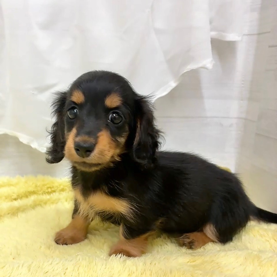 愛知県のカニンヘンダックスフンド(ロング) (犬の家＆猫の里碧南店/2026年3月10日生まれ/女の子/ブラックタン)の子犬の4枚目の画像