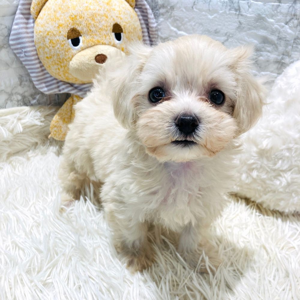 愛知県のマルプー(マルチーズ×プードル) (犬の家＆猫の里MiO香久山店/2026年3月11日生まれ/女の子/クリーム)の子犬の4枚目の画像
