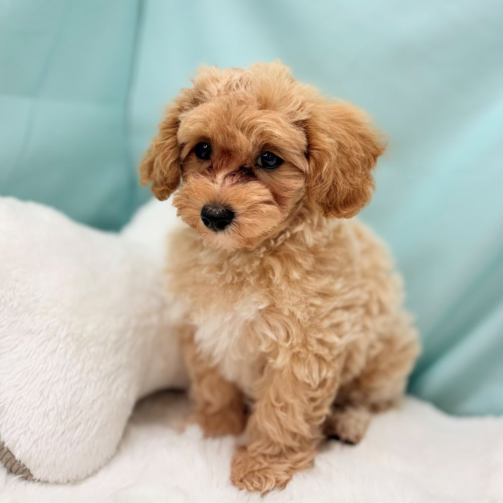 愛知県のマルプー(マルチーズ×プードル) (犬の家＆猫の里愛知刈谷店/2026年3月10日生まれ/女の子/アプリコット)の子犬の4枚目の画像