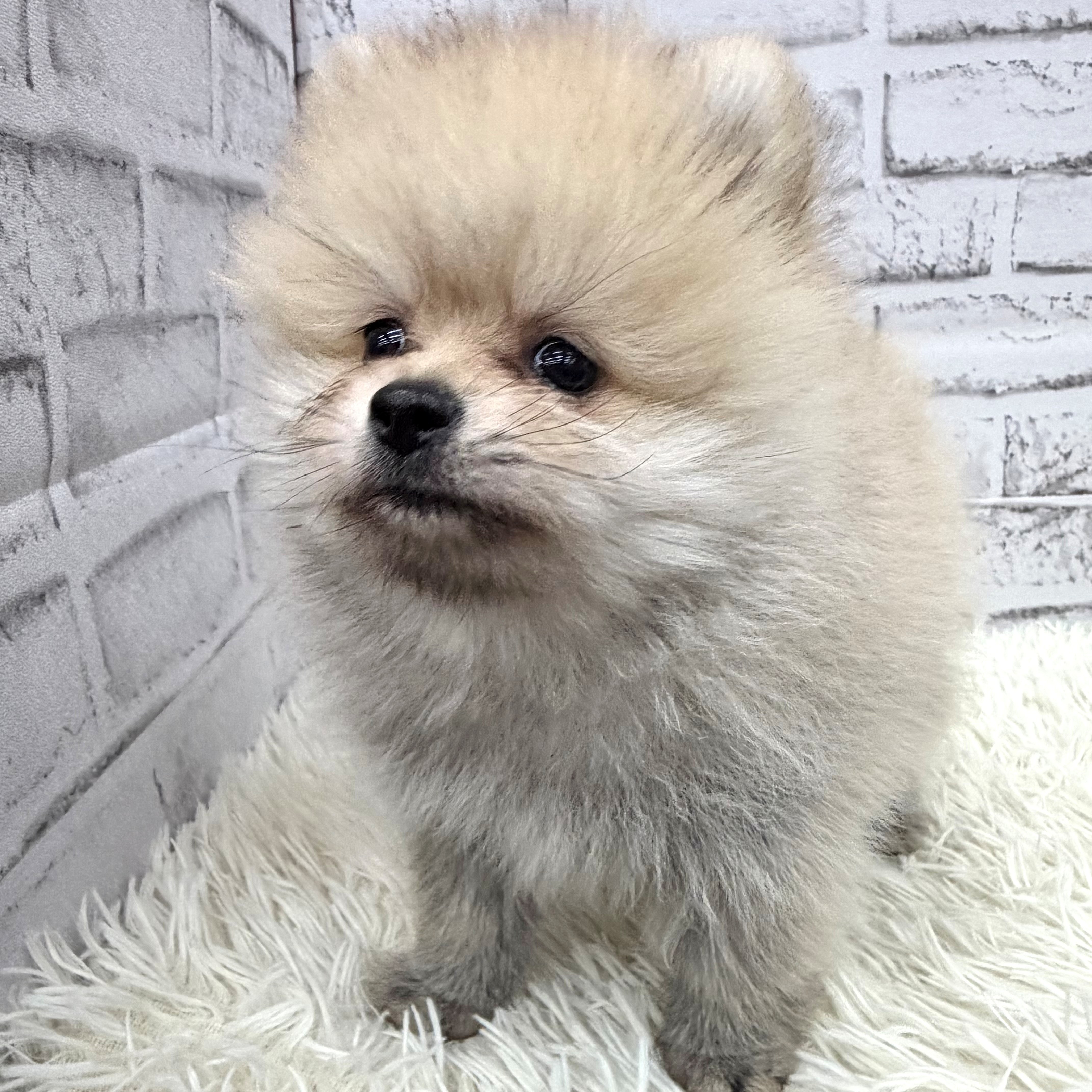 愛知県のポメラニアン (犬の家＆猫の里MEGAドン・キホーテ東海名和店/2026年3月11日生まれ/男の子/クリームセーブル)の子犬の4枚目の画像