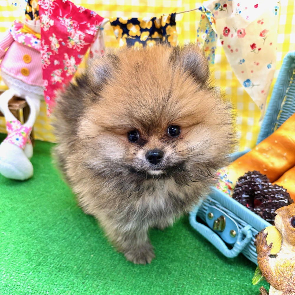 愛知県のポメラニアン (犬の家＆猫の里名古屋天白店/2026年3月11日生まれ/男の子/オレンジセーブル)の子犬の1枚目の画像