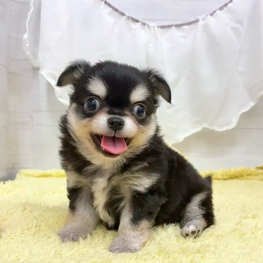 愛知県のチワワ(ロング) (犬の家＆猫の里碧南店/2026年3月9日生まれ/男の子/ブラックタン)の子犬の1枚目の画像