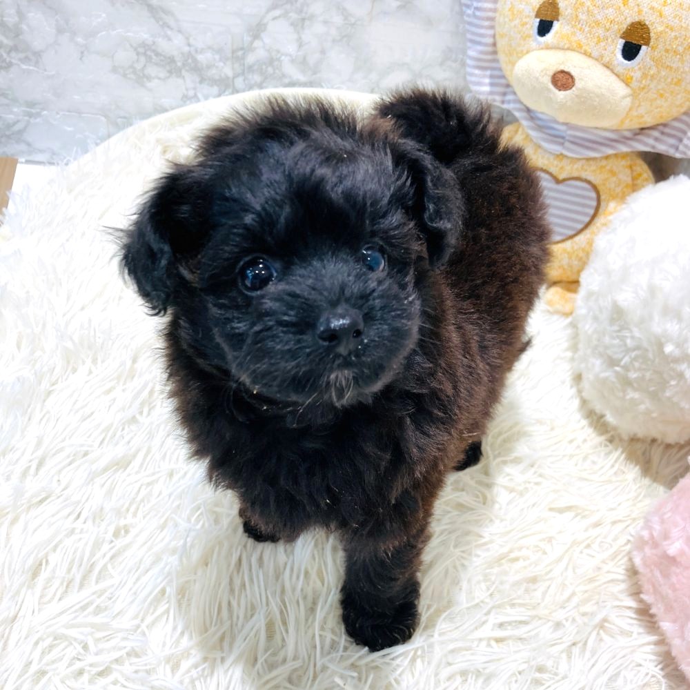愛知県のポメプー(ポメラニアン×プードル) (犬の家＆猫の里MiO香久山店/2026年3月10日生まれ/女の子/ブラック)の子犬の1枚目の画像