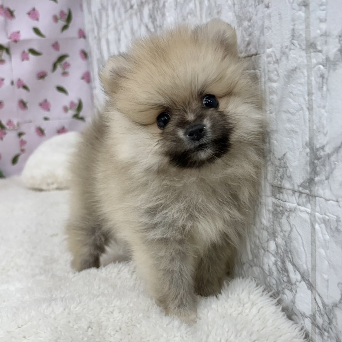 愛知県のポメラニアン (犬の家＆猫の里エアポートウォーク店/2026年3月9日生まれ/女の子/オレンジセーブル)の子犬の4枚目の画像