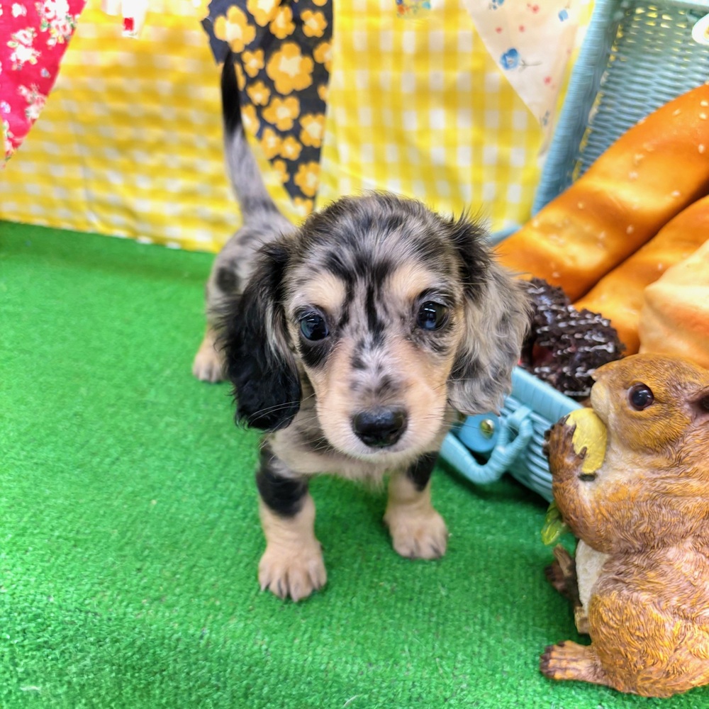 愛知県のミニチュアダックスフンド(ロング) (犬の家＆猫の里名古屋天白店/2026年3月11日生まれ/男の子/シルバーダップル)の子犬の4枚目の画像