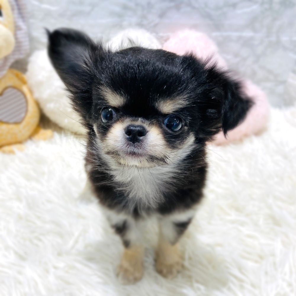 愛知県のチワワ(ロング) (犬の家＆猫の里MiO香久山店/2026年3月5日生まれ/女の子/ブラッククリーム)の子犬の1枚目の画像