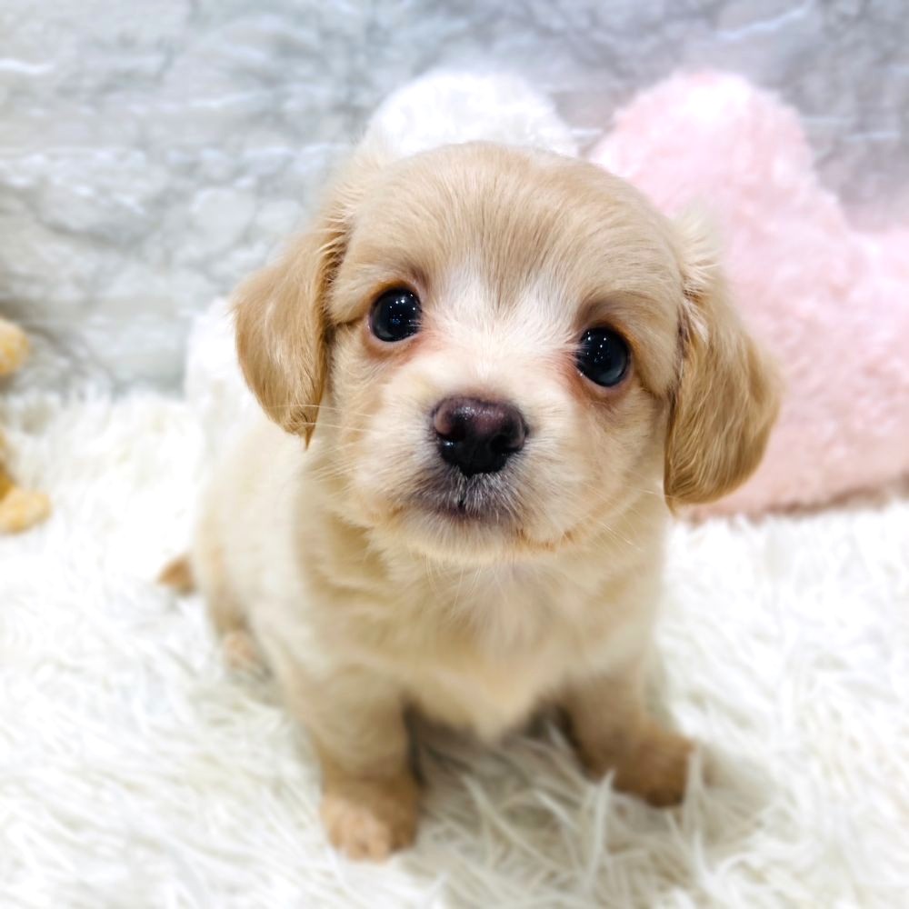 愛知県のマルックス(マルチーズ×ダックス) (犬の家＆猫の里MiO香久山店/2026年3月10日生まれ/男の子/クリーム)の子犬の1枚目の画像