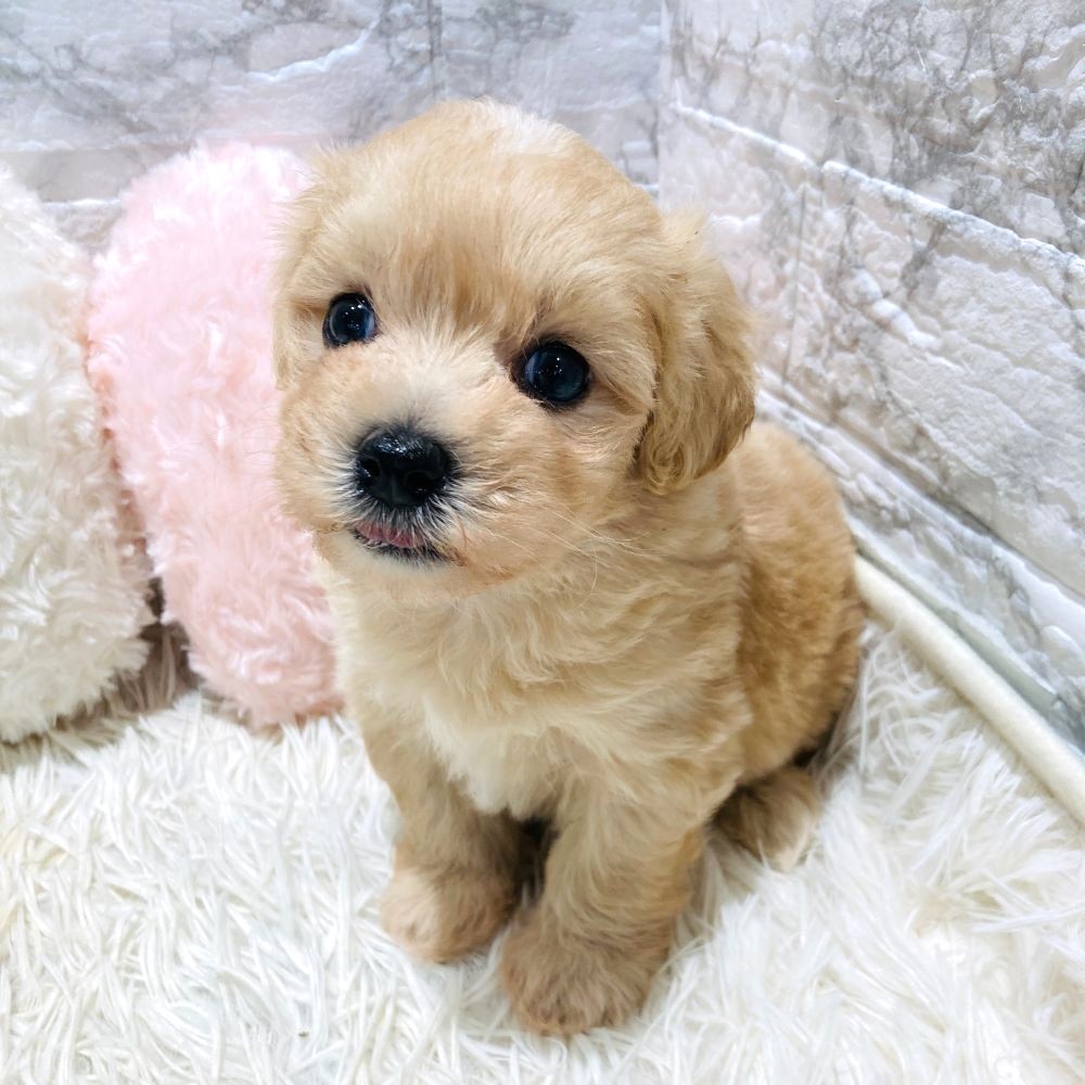 愛知県のマルプー(マルチーズ×プードル) (犬の家＆猫の里MiO香久山店/2026年3月11日生まれ/男の子/クリーム)の子犬の4枚目の画像