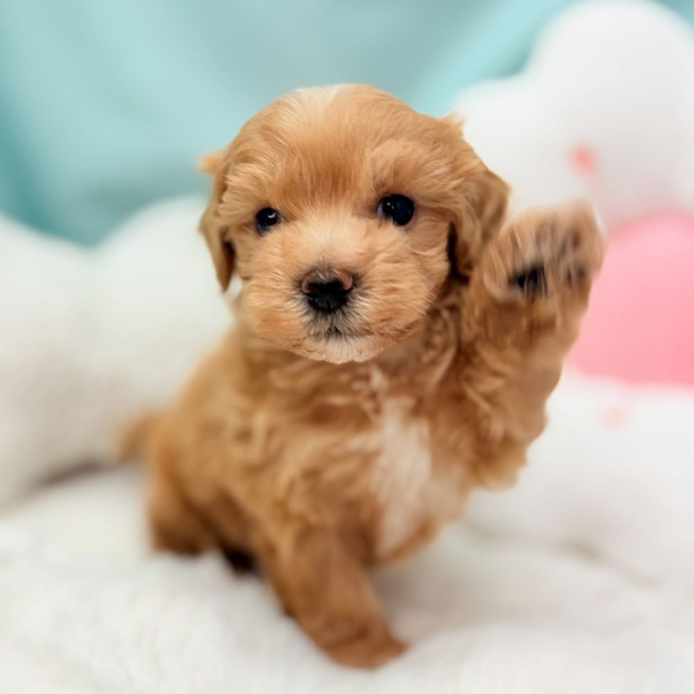 愛知県のマルプー(マルチーズ×プードル) (犬の家＆猫の里愛知刈谷店/2026年3月11日生まれ/男の子/アプリコット)の子犬の4枚目の画像