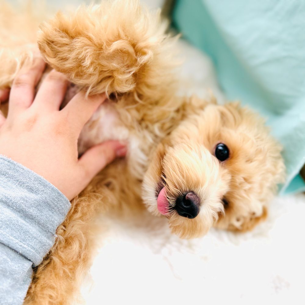 愛知県のマルプー(マルチーズ×プードル) (犬の家＆猫の里愛知刈谷店/2026年3月11日生まれ/男の子/アプリコット)の子犬の4枚目の画像