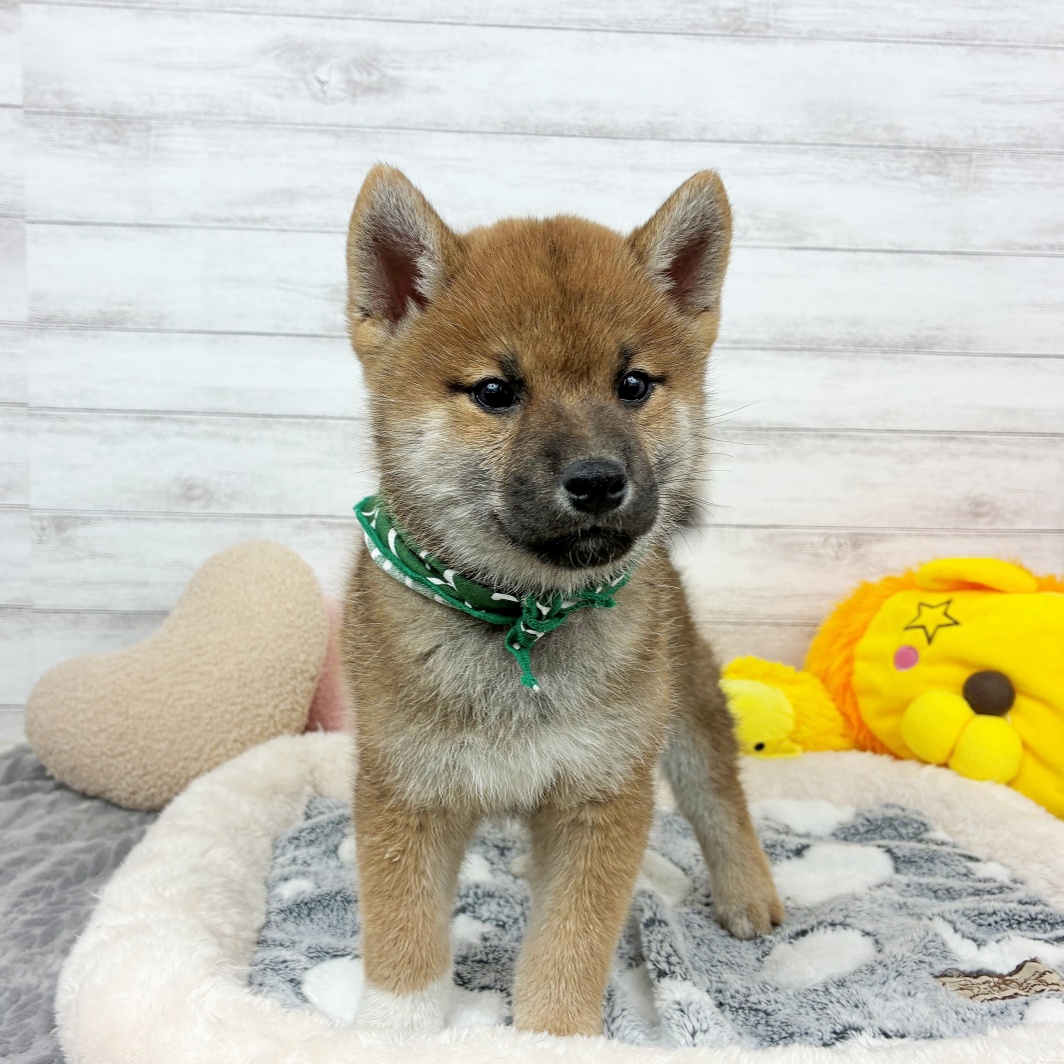 兵庫県の柴犬(標準サイズ) (犬の家＆猫の里川西店/2026年3月11日生まれ/男の子/赤)の子犬の4枚目の画像