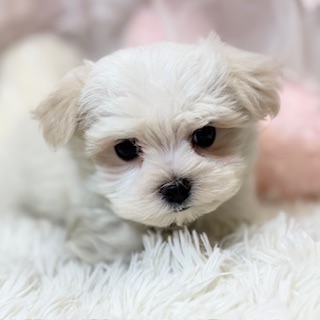 兵庫県のマルチーズ (犬の家＆猫の里カナート西神戸店/2026年3月12日生まれ/男の子/ホワイト)の子犬の4枚目の画像